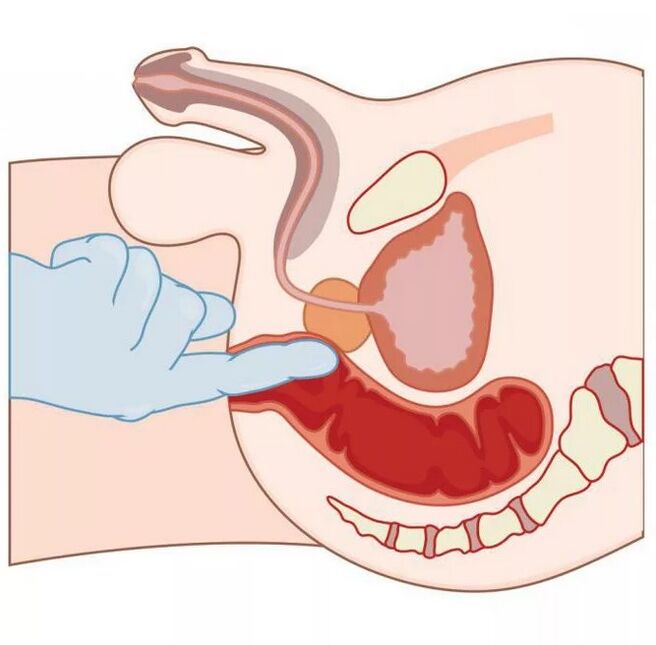 Posizione del punto G maschile
